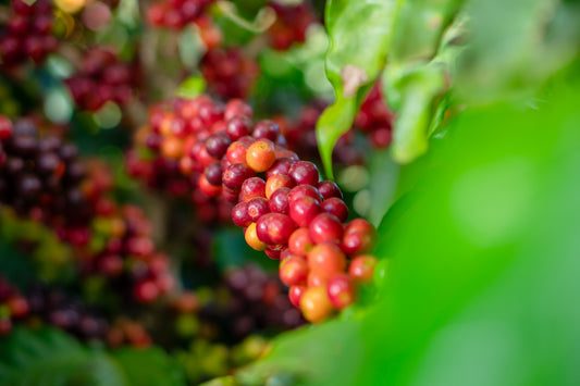 Cerrado Regional - Blend