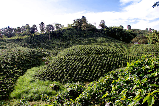 Regional Huila Decaf