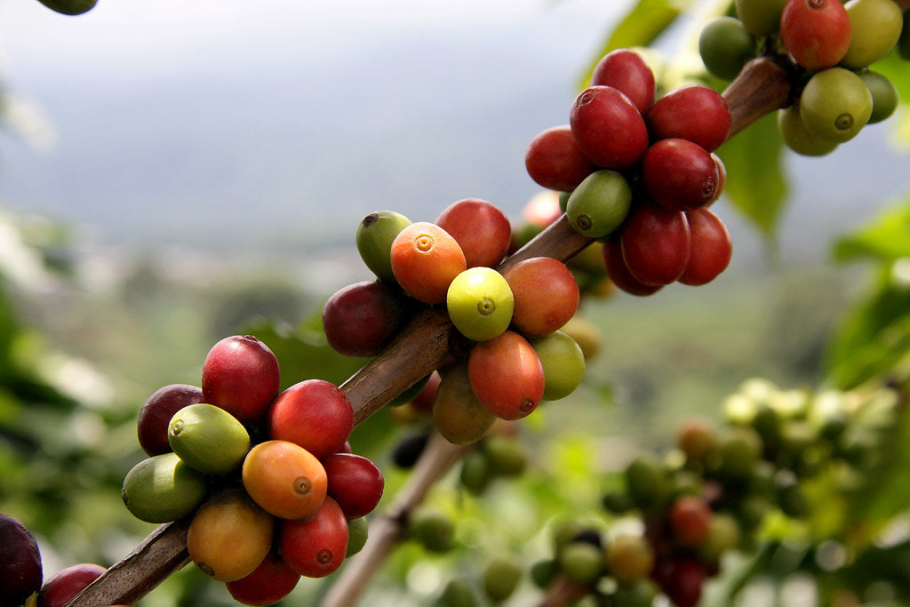 Regional Huila Decaf