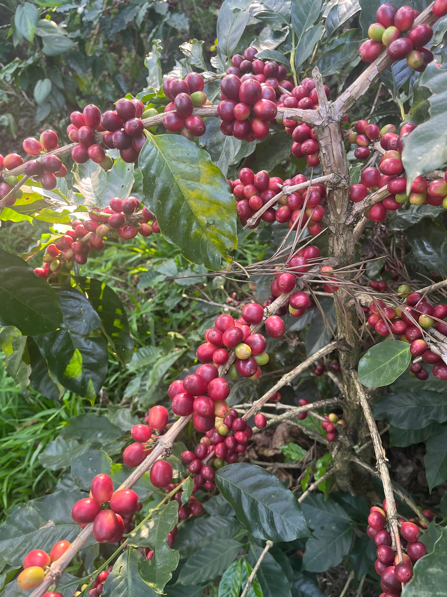 Cherry AB - Canephora x Robusta