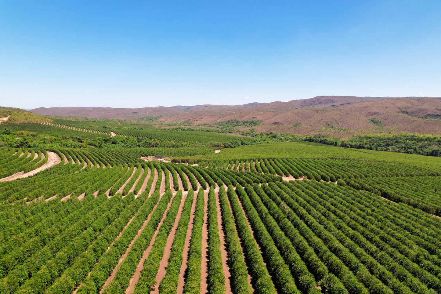 Cerrado Regional - Blend