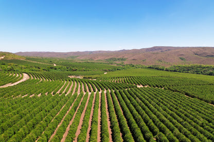 Cerrado Regional - Blend