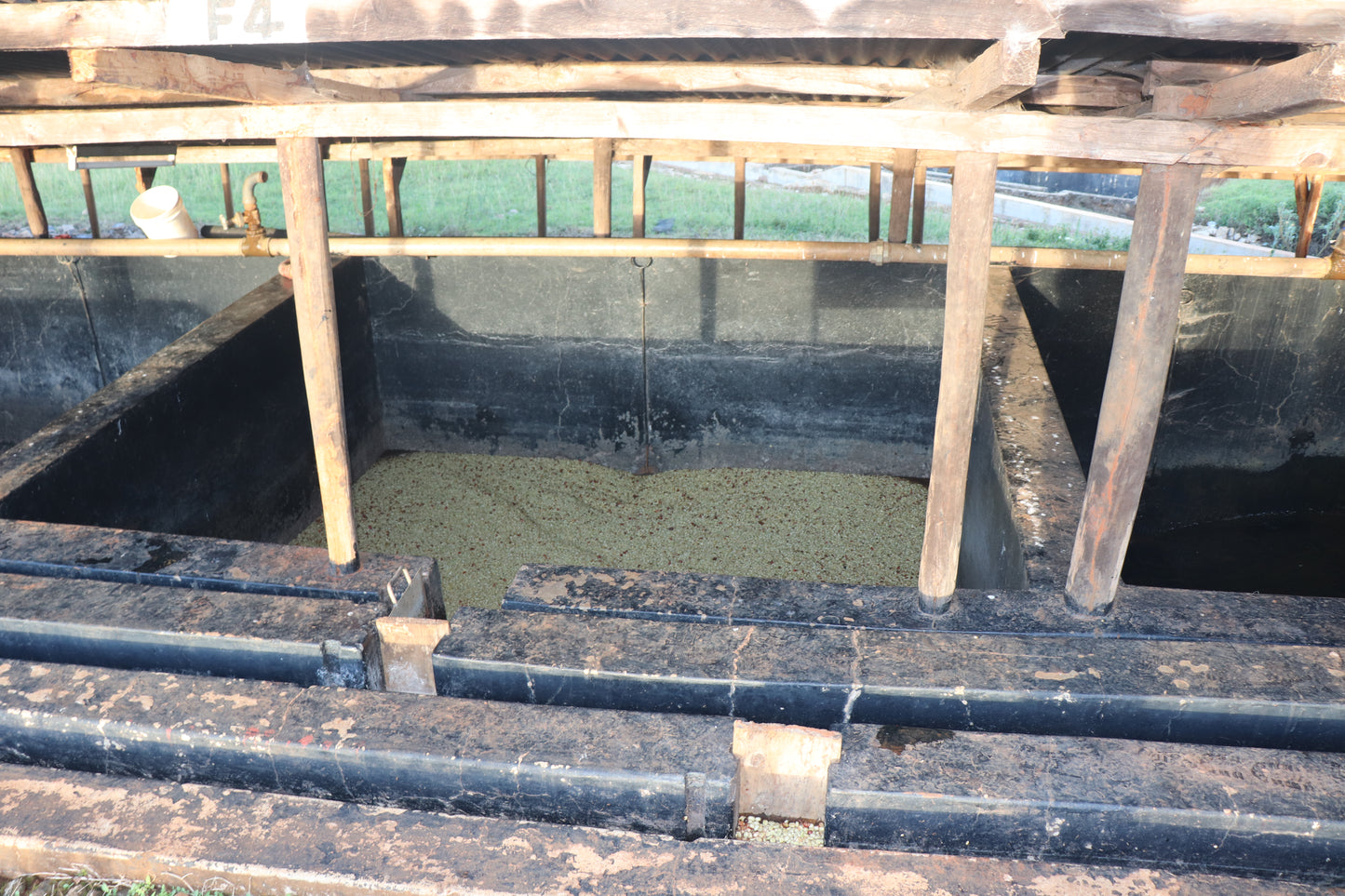 Kiamabara AA - SL-28, Ruiru 11, Batian