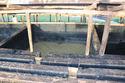 Kiamabara AA - SL-28, Ruiru 11, Batian