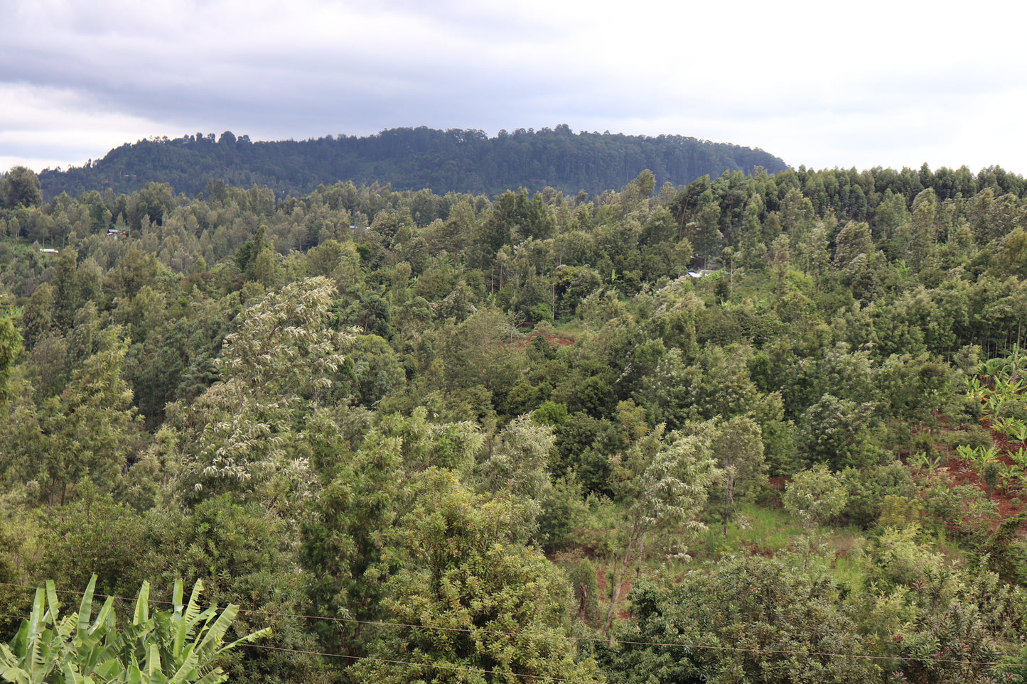 Kiamabara AA - SL-28, Ruiru 11, Batian