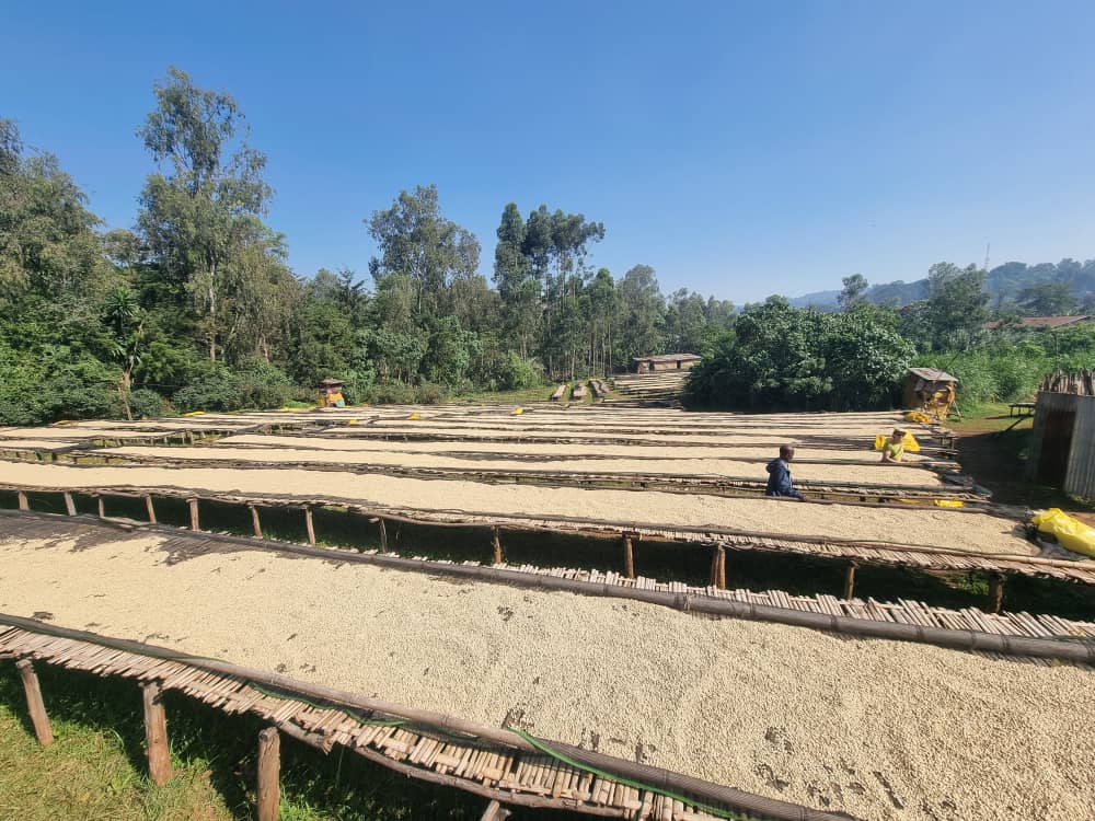 Yirgacheffe, Halo Beriti G1