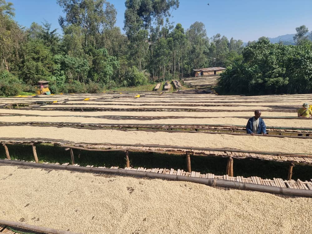 Yirgacheffe, Halo Beriti G1