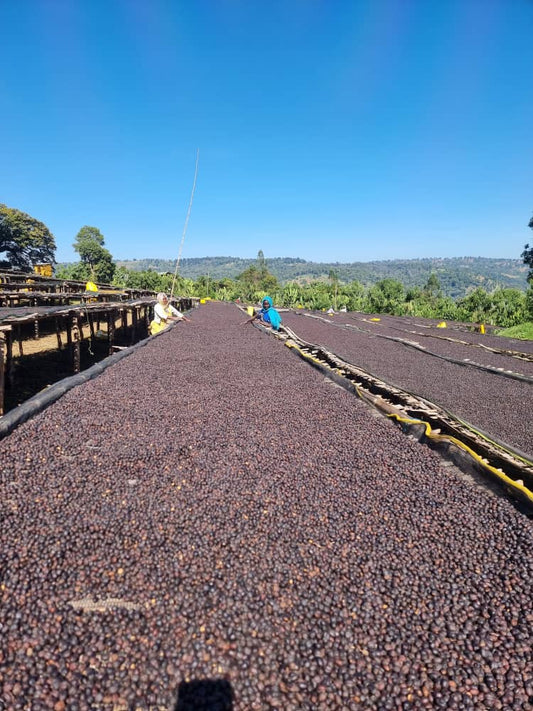 Halo Beriti, Yirgacheffe - Heirloom