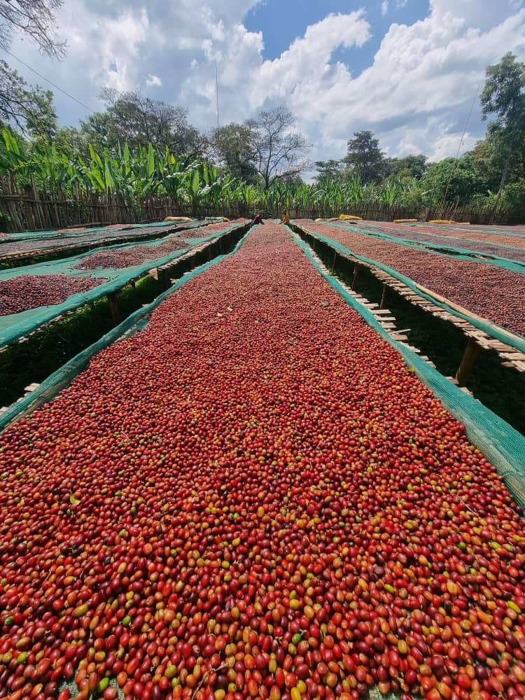 Yirgacheffe, Halo Beriti G1