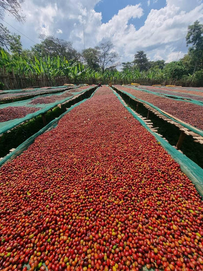 Yirgacheffe, Halo Beriti G1