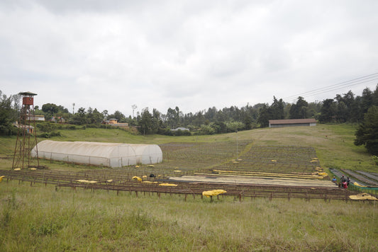 Kieni AA - SL-28, SL-34, Ruiru 11