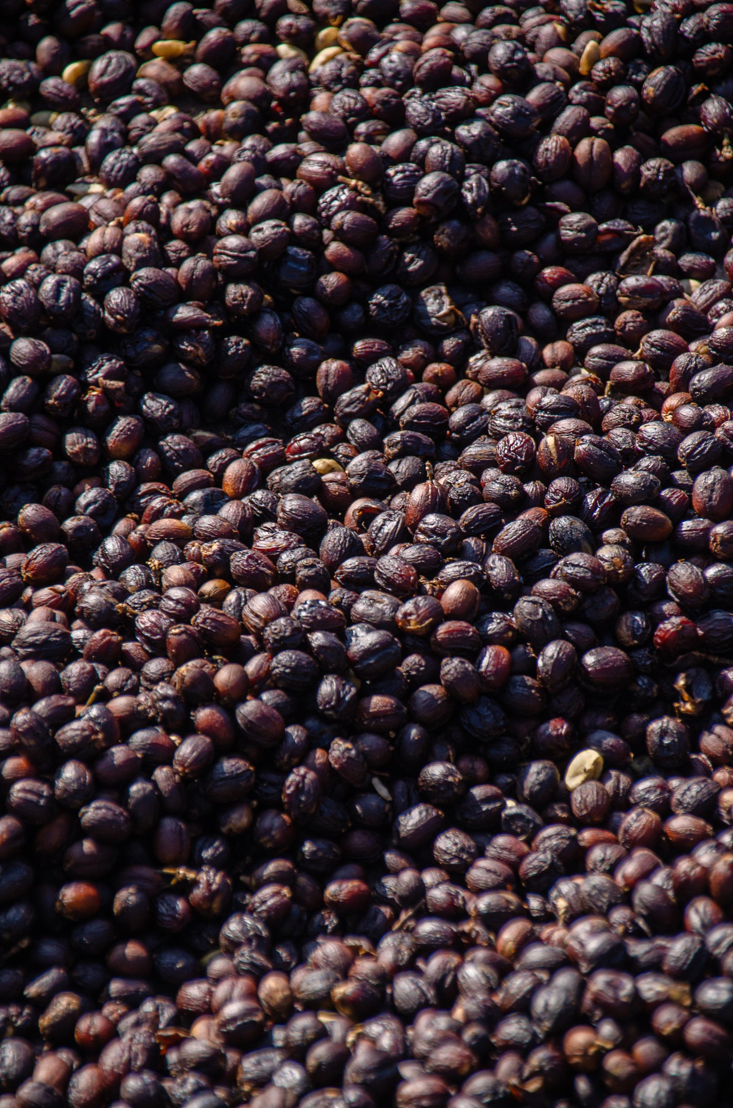 Cherry AB - Canephora x Robusta