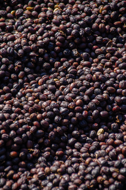 Cherry AB - Canephora x Robusta