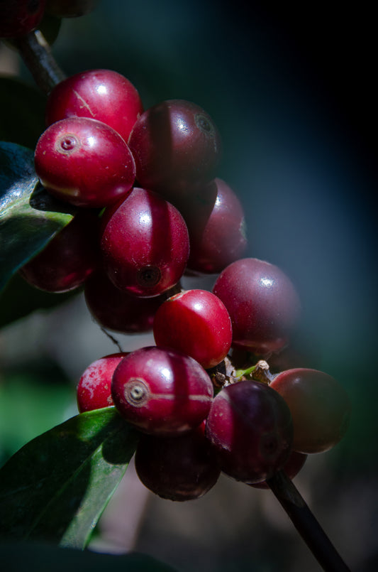 Cherry AB - Canephora x Robusta