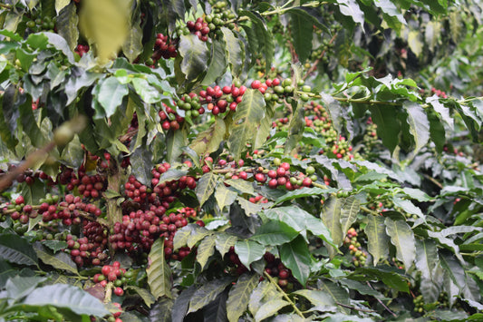 El Renacer - Pink bourbon