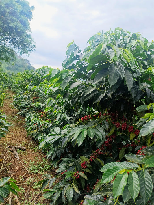 El Renacer - Red bourbon